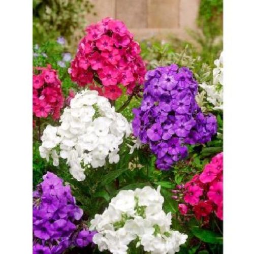 PHLOX PANICULATA V.23 <br/> Piante Perenni ed Erbacee, Fiori Perenni