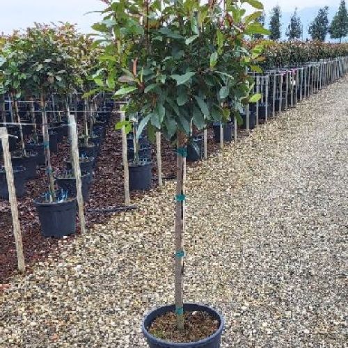 PHOTINIA RED ROBIN ALB. V.30 H.150 <br/> Piante Ornamentali