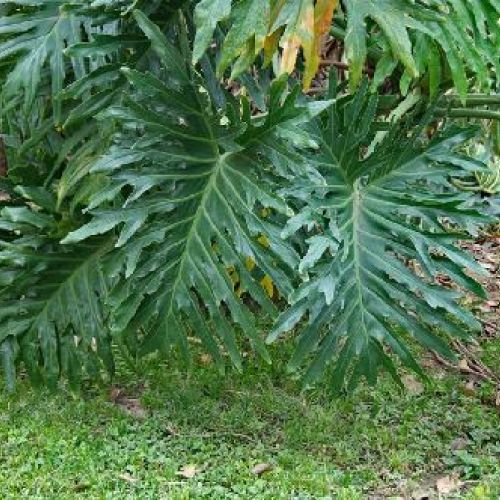 PHILODENDRON SELLOUM V17 <br/> Piante Verdi da Interno