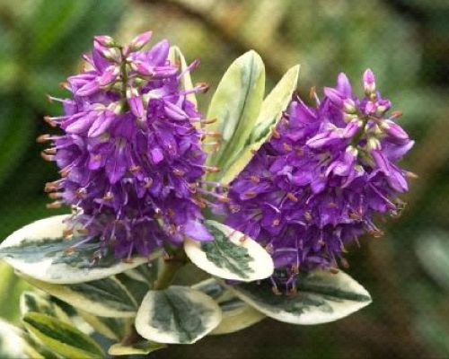HEBE ANDERSONII MIX V18 <br/> Piante Perenni ed Erbacee, Fiori Perenni