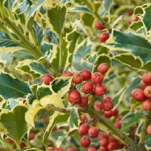 ILEX AQUIFOLIUM ARGENTEOMARGINATA  V17 <br/> Piante Ornamentali
