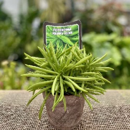 PEPEROMIA HAPPY BEAN - CACTACEE C/COVER V.10 <br/> Piante Grasse