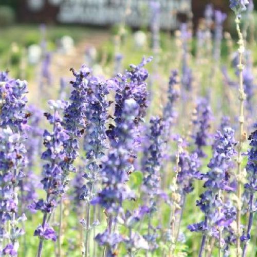 SALVIA FARINACEA MISTY V.18 <br/> Piante Perenni ed Erbacee, Fiori Perenni
