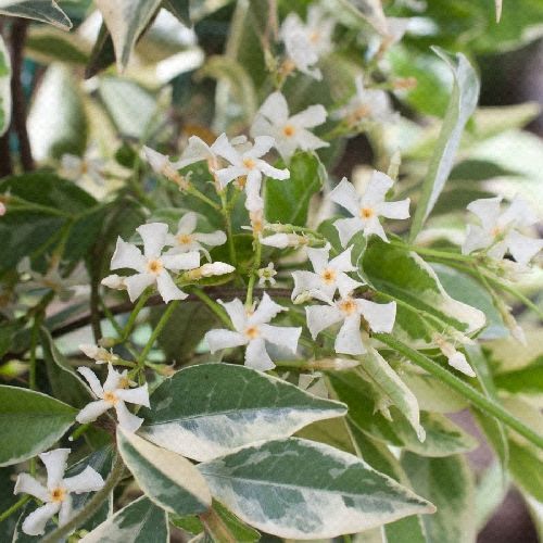 TRACHELOSPERMUM JASMINOIDES VARIEGATO V17 <br/> Piante Rampicanti