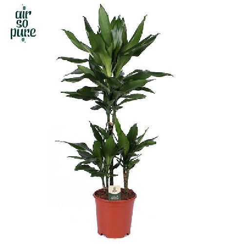 DRACENA FRAGRANS V21 <br/> Piante Verdi da Interno