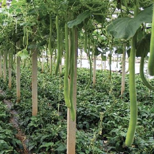 Blumen busta semi Zucca lagenaria siciliana <br/> Semi da Orto