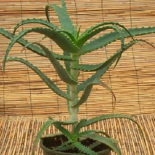 ALOE ARBORESCENS v19 <br/> Piante Grasse