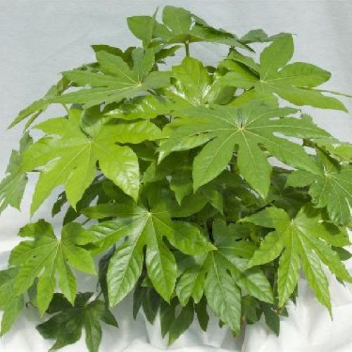 FATSIA JAPONICA V.17 H.60 ARALIA <br/> Piante Verdi da Interno