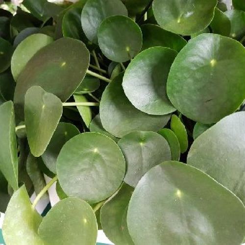 PILEA PEPEROMIODES FEEL GREEN V17 <br/> Piante Grasse