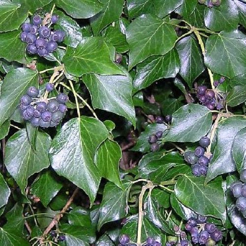 HEDERA HELIX GREEN WONDER V19 <br/> Piante Rampicanti