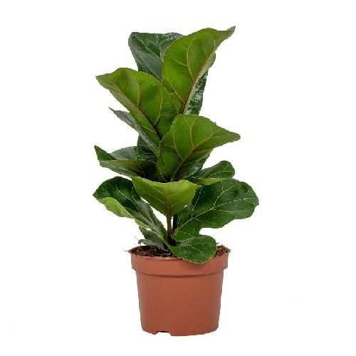 FICUS LYRATA V12 <br/> Piante Verdi da Interno