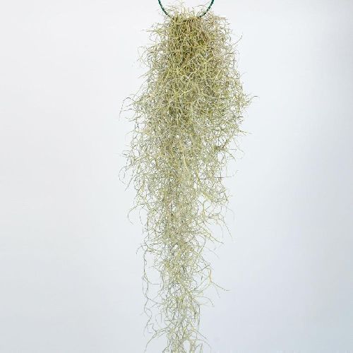 TILLANDSIA USNEOIDES (RICADENTE) <br/> Piante Verdi da Interno