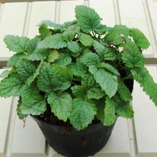 MELISSA OFFICINALIS V14 <br/> Piante Aromatiche