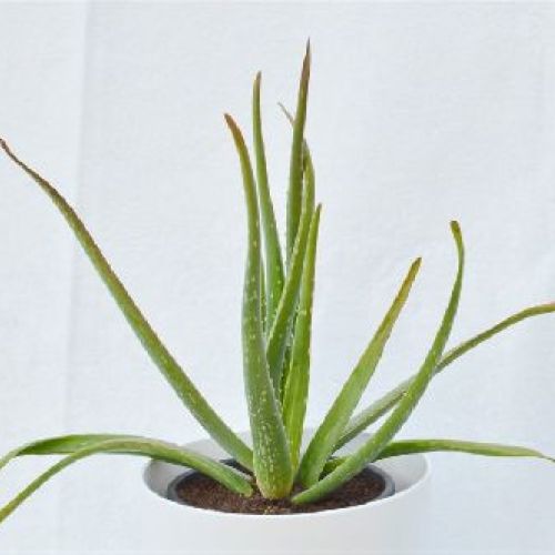 ALOE VERA V17 <br/> Piante Grasse