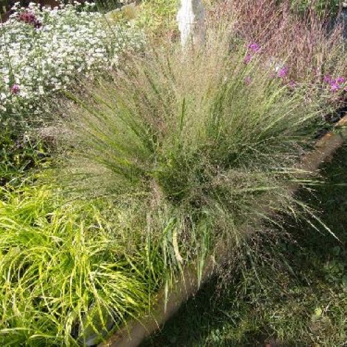 ERAGROSTIS SPECTABILIS V13 <br/> Piante Perenni ed Erbacee, Fiori Perenni