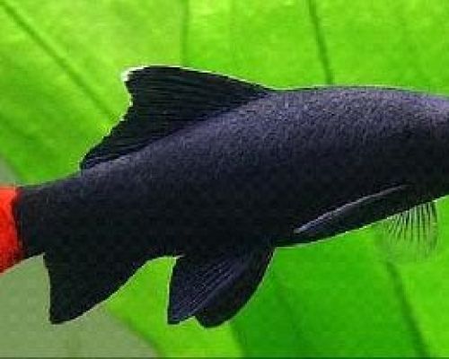 Labeo Bicolor MD <br/> Pesci Tropicali