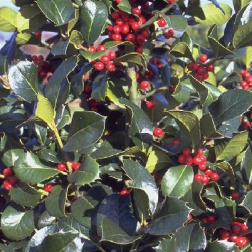 ILEX  NELLIE STEVENS V.24 <br/> Piante Ornamentali