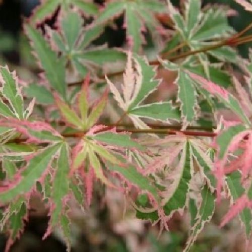 ACER PALMATUM BUTTERFLY V.28 H.100 <br/> Arbusti