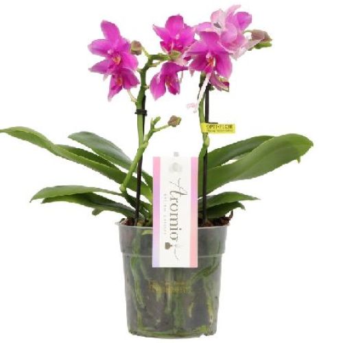 PHALAENOPSIS AROMIO V7 PROFUMATA <br/> Piante Fiorite da Interno