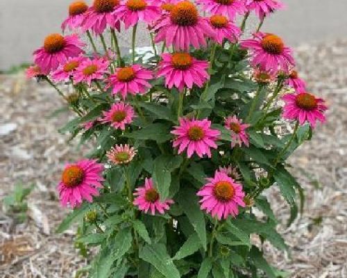 ECHINACEA PURPUREA WILD BERRY V17 <br/> Piante Perenni ed Erbacee, Fiori Perenni