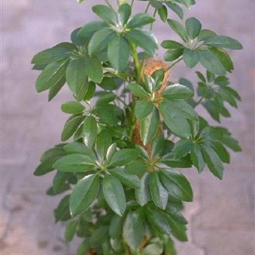 SCHEFFLERA ARBORICOLA GOLD CAPELLA V27 <br/> Piante Verdi da Interno