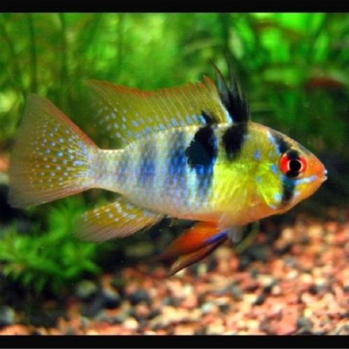 Ramirezi Microgeophagus <br/> Cibo Pesci Tropicali