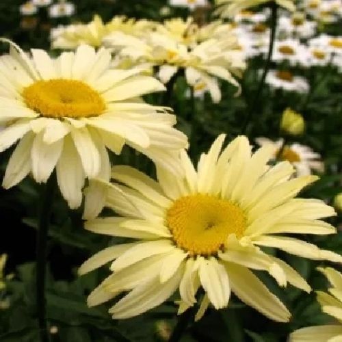 LEUCANTHEMUM MAX. LACREME V14 <br/> Piante Perenni ed Erbacee, Fiori Perenni