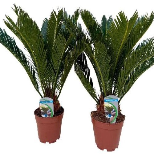 CYCAS REVOLUTA v14 <br/> Giardino Mediterraneo