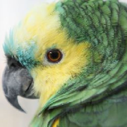 AMAZZONE FRONTE AZZURRA XANTHOPTERYX <br/> I Nostri Cuccioli Disponibili
