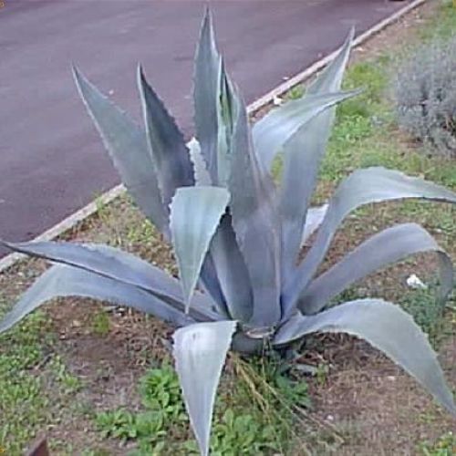 AGAVE AMERICANA V30 <br/> Piante Ornamentali