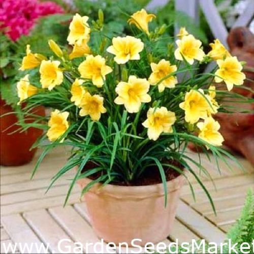 HEMEROCALLIS  STELLA D'ORO V17 <br/> Piante Fiorite da Giardino