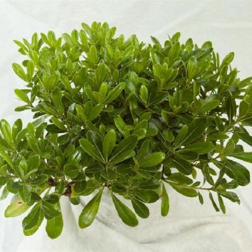 PITTOSFORUM TOBIRA NANUM V.24 <br/> Arbusti