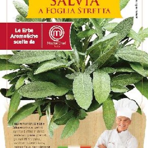 SALVIA FOGLIA STRETTA V14 MASTERCHEF <br/> Piante Aromatiche