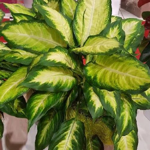 DIEFFENBACHIA CAMILLA V.17 <br/> Piante Verdi da Interno