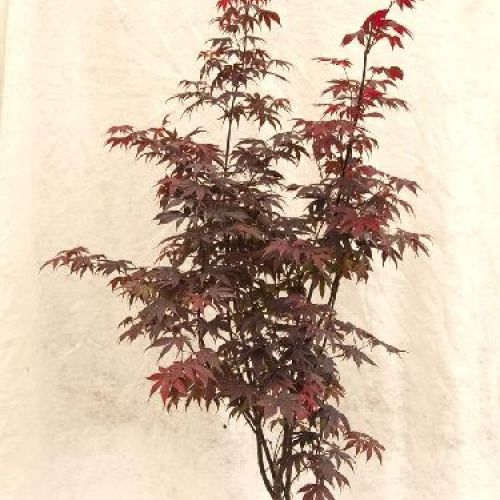 ACER PALMATUM BLOODGOOD V25 <br/> Piante Ornamentali