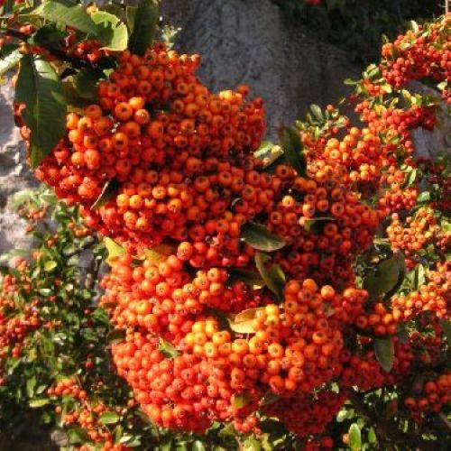 PIRACANTA ORANGE GLOW V17 <br/> Arbusti