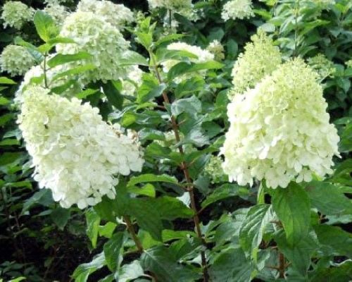 HYDRANGEA PANICULATA POLAR BEAR V34 <br/> Piante Fiorite da Giardino