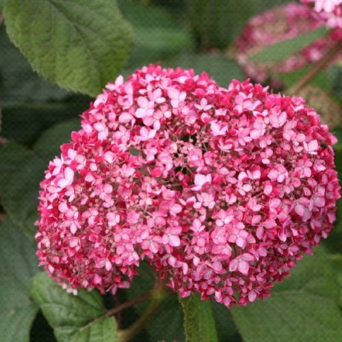 HYDRANGEA ARBORESCENS PINK ANNABELLE <br/> Piante Fiorite da Giardino