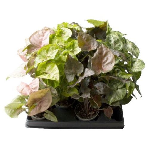 SYNGONIUM MIX V7 <br/> Piante Verdi da Interno