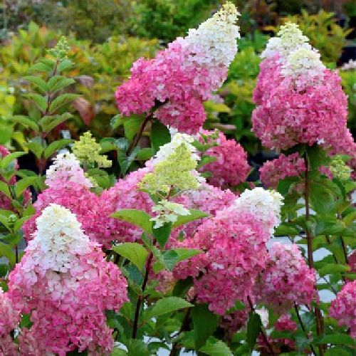 HYDRANGEA PANICULATA FRAISE MELBA V17 <br/> Piante Fiorite da Giardino