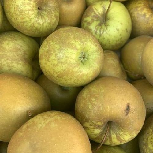 MALUS COMMUNIS RUGGINE PIATTO BIELLESE V24 MELA ANTICA <br/> Piante e Alberi da Frutto
