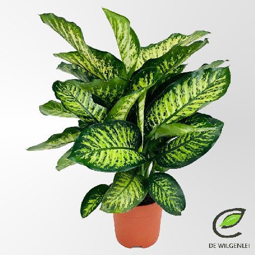 DIEFFENBACHIA TROPIC V24 <br/> Piante Verdi da Interno