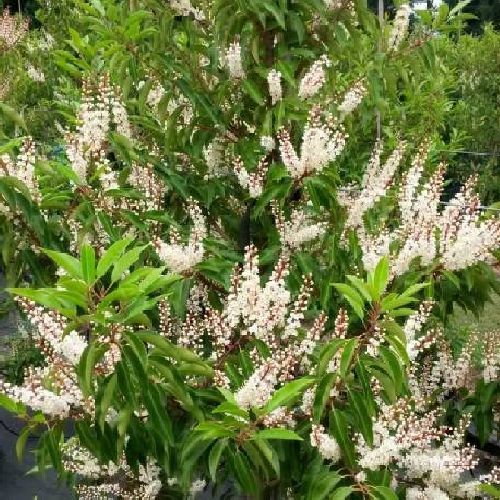PRUNUS LUSITANICA V25 <br/> Piante Ornamentali