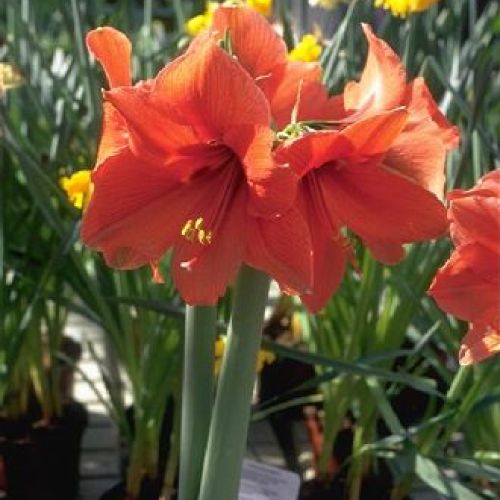HIPPEASTRUM BULBI AMARYLLIS <br/> Piante Fiorite da Interno