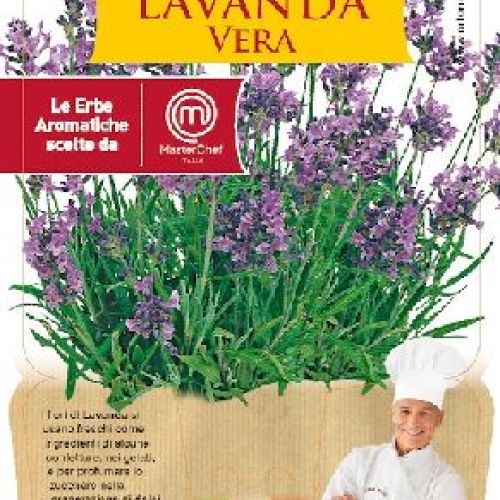 LAVANDA VERA V14 MASTERCHEF <br/> Piante Aromatiche