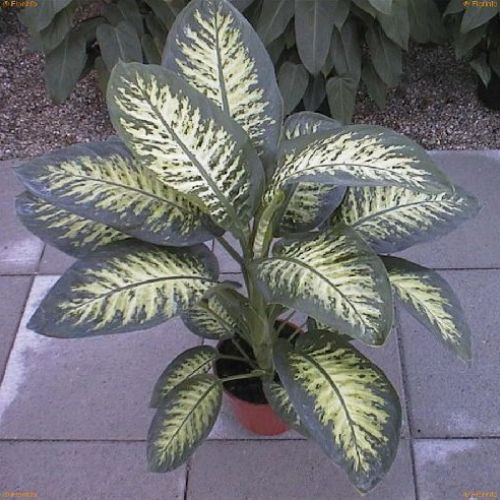 DIEFFENBACHIA TROPIC V17 <br/> Piante Verdi da Interno