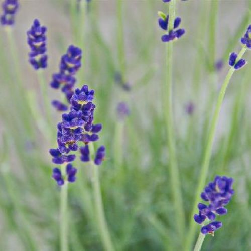 LAVANDA ANGUSTIFOLIA HIDCOTE BLUE V.14 <br/> Piante Aromatiche