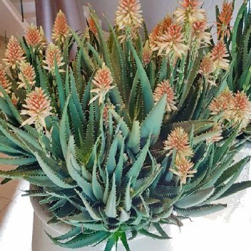 ALOE SAFARI SUNRISE V14 <br/> Piante Grasse