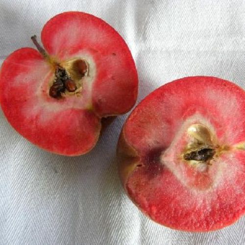 MALUS COMMUNIS AMATY V24 MELA ANTICA <br/> Piante e Alberi da Frutto