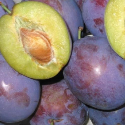 PRUNUS DOMESTICA CALIFORNIA BLUE V24 SUSINO <br/> Piante e Alberi da Frutto
